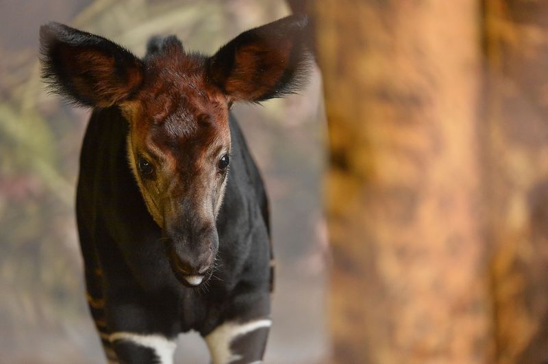 5_New okapi calf Usala (4)